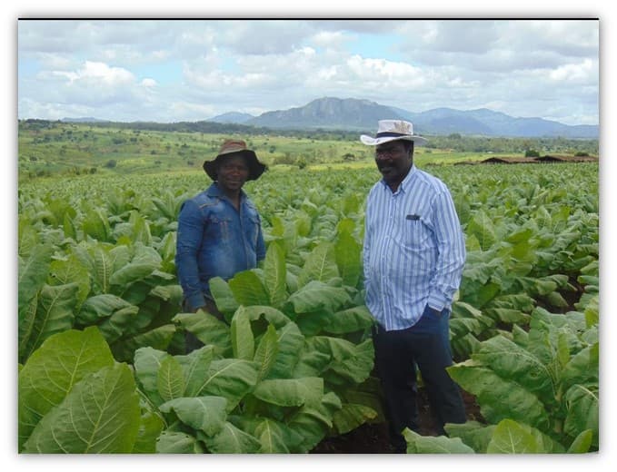Tobacco Marketing and Production Promotions